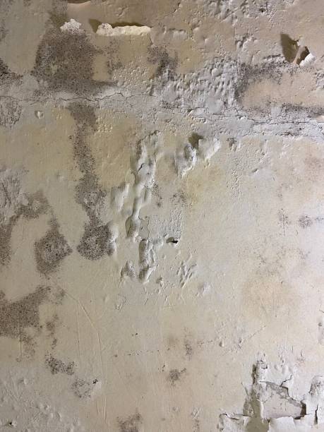 Best Mold Removal Process  in Oolitic, IN